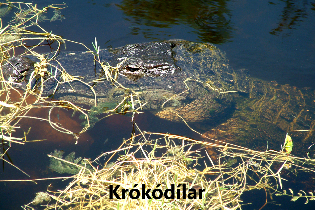 SKRIÐDÝR