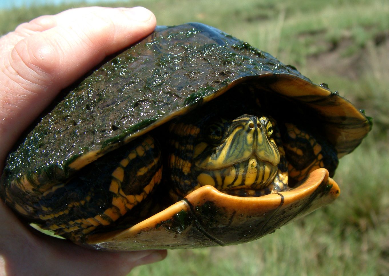 Skjaldbökur Trachemys dorbigni