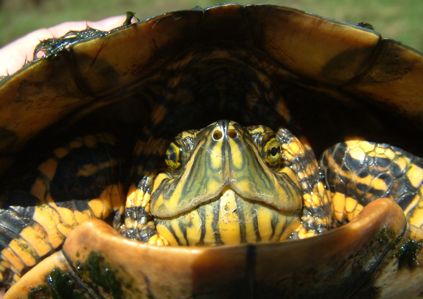 Skjaldbökur Trachemys dorbigni