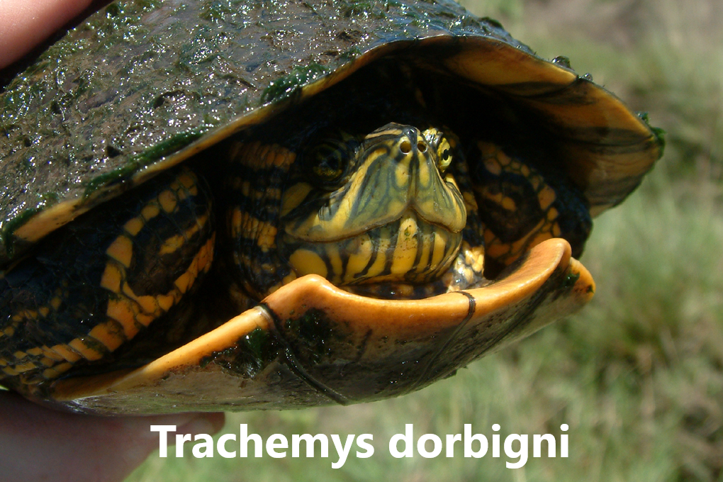 Skjaldbökur flokkar