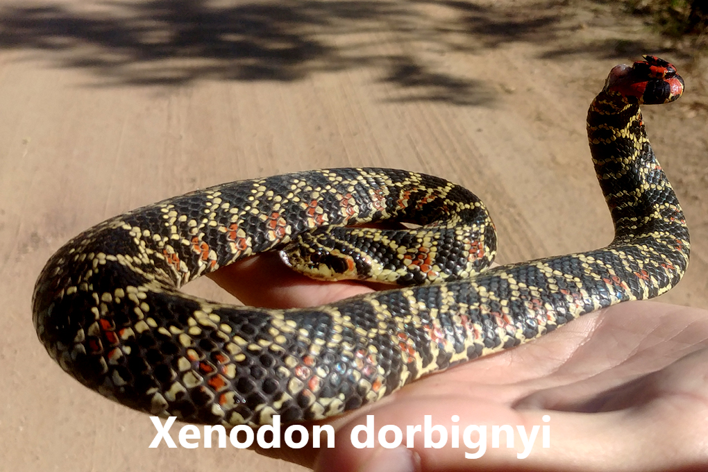 Slöngur snákar