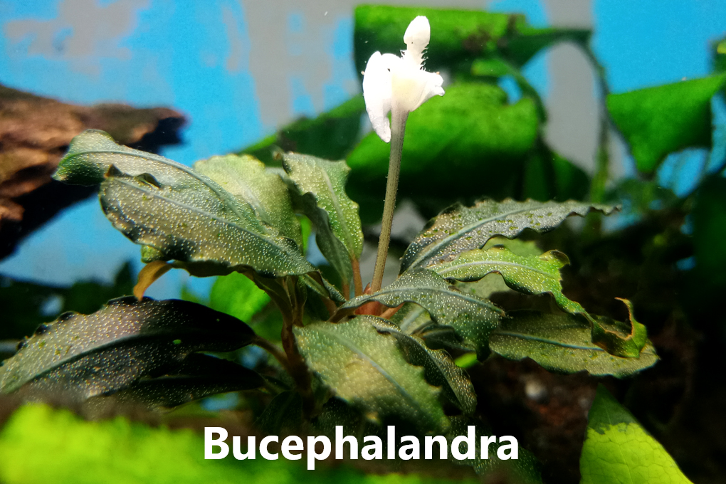 Gróður á steinum og rótum