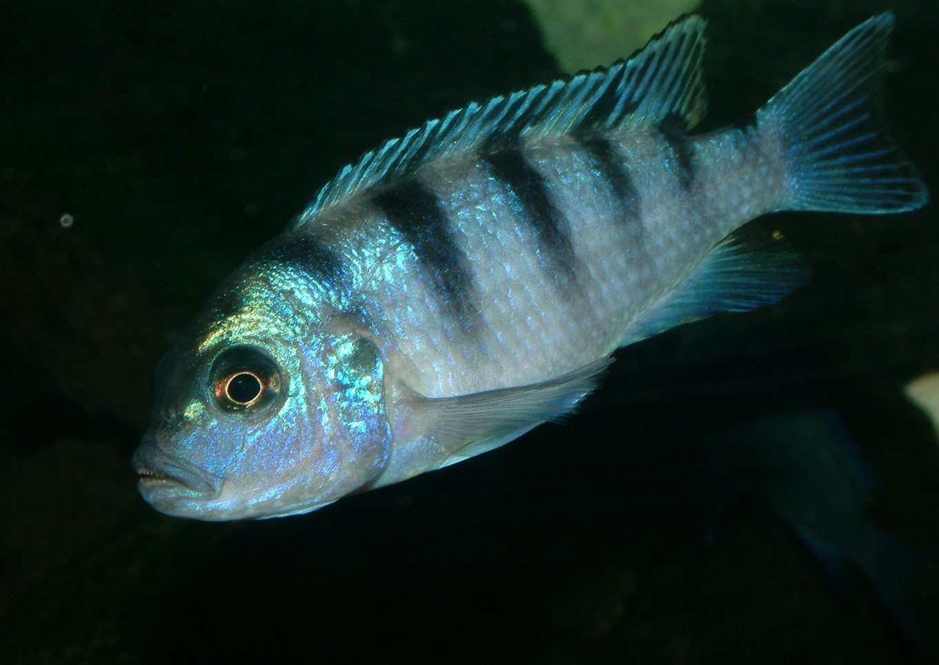 Maylandia lombardoi