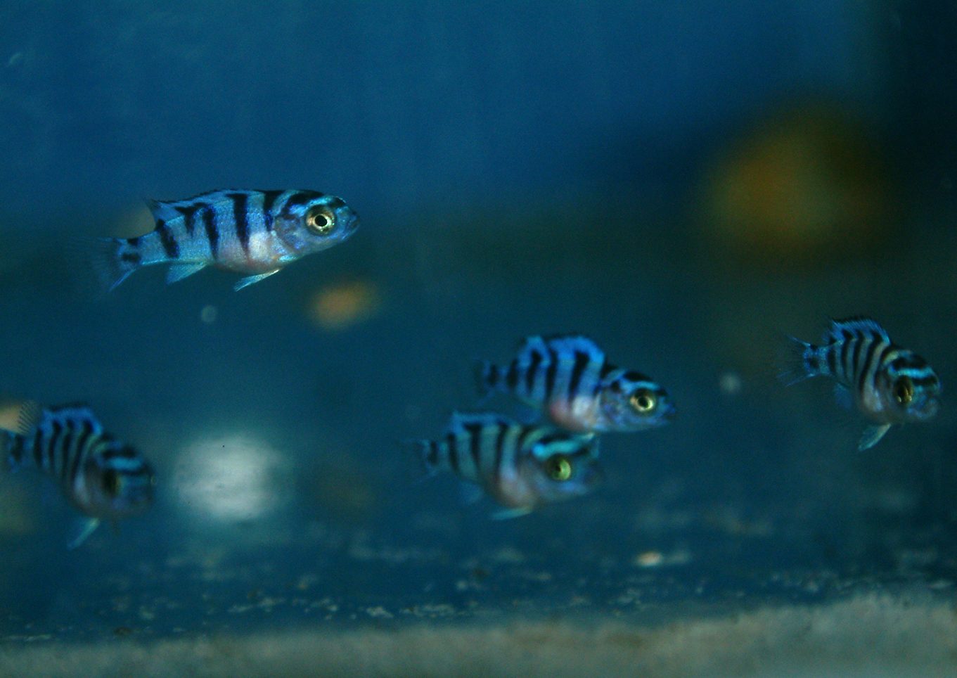 Maylandia lombardoi