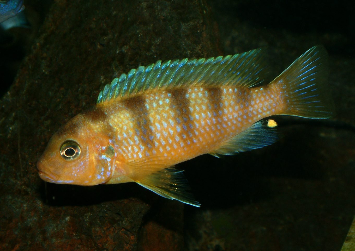 Maylandia lombardoi