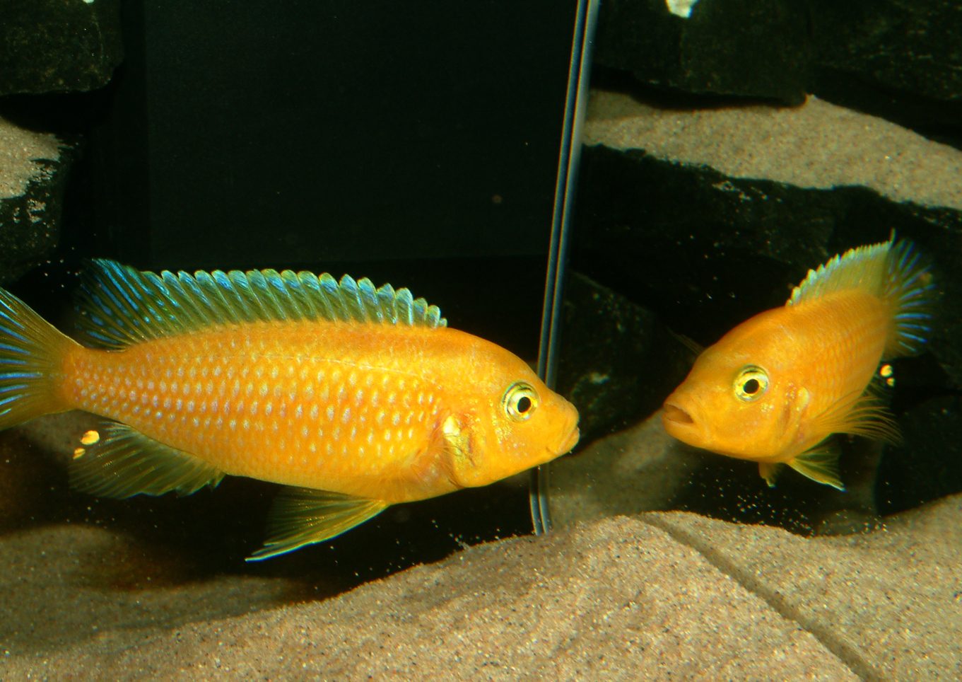 Maylandia lombardoi