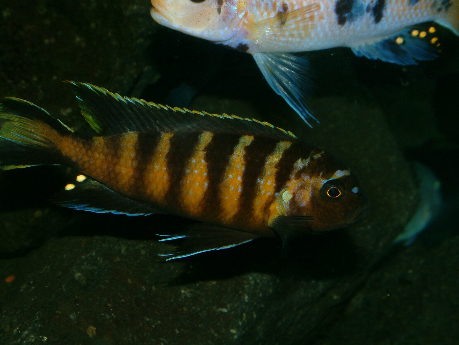 Pseudotropheus elongatus chailosi