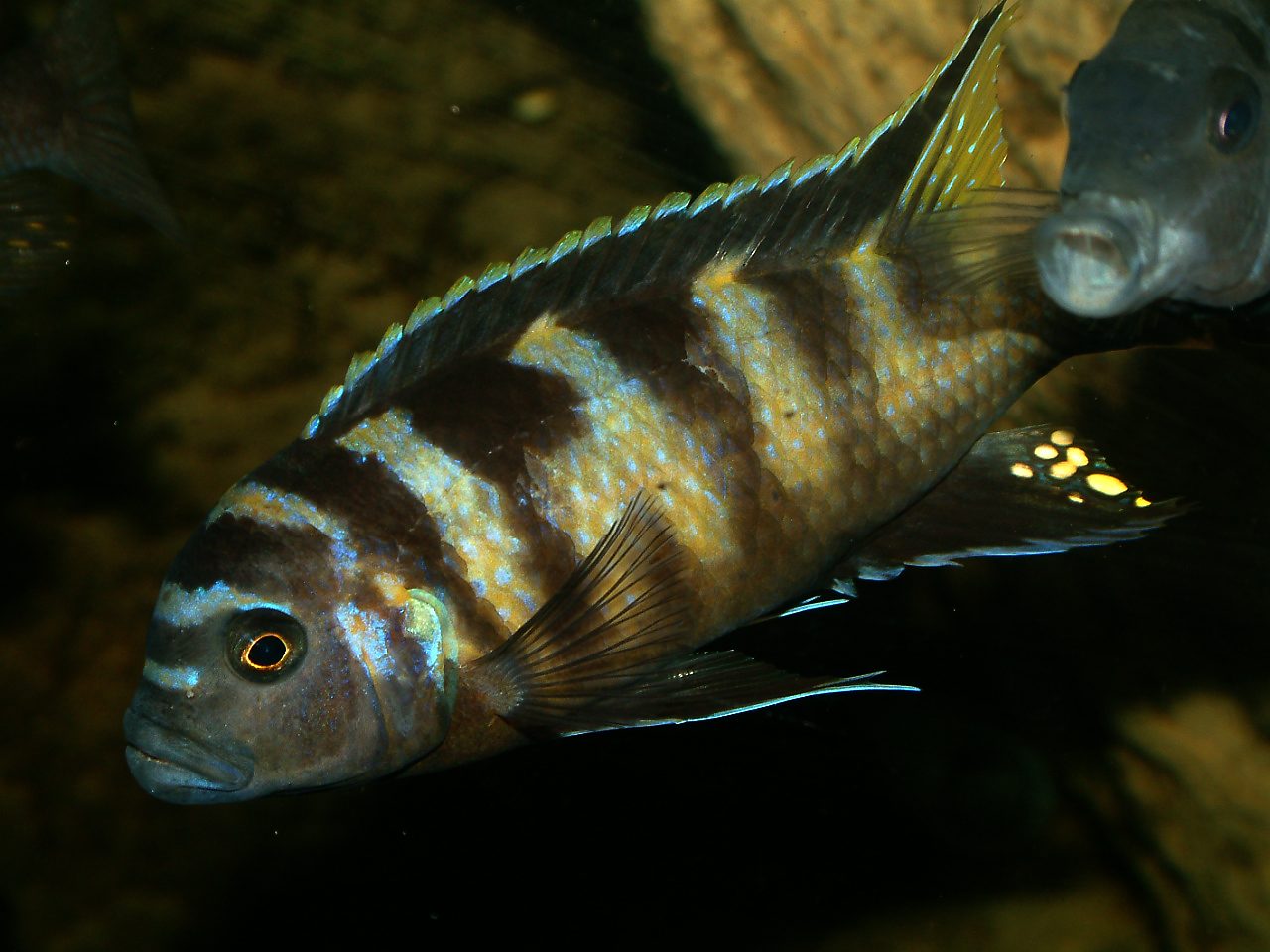 Pseudotropheus elongatus chailosi