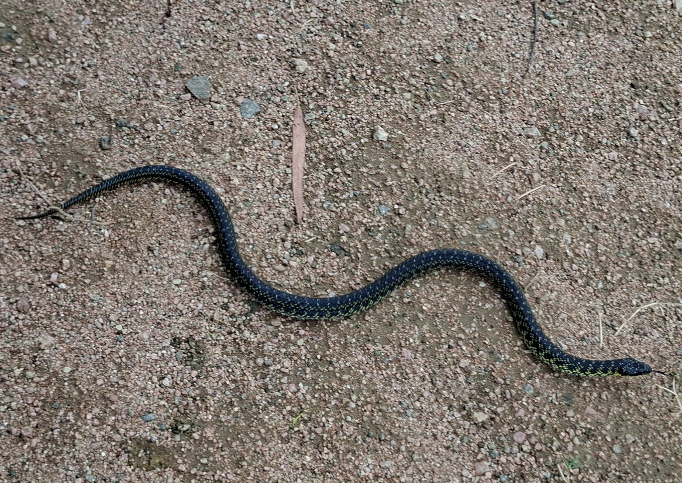 Erythrolamprus poecilogyrus