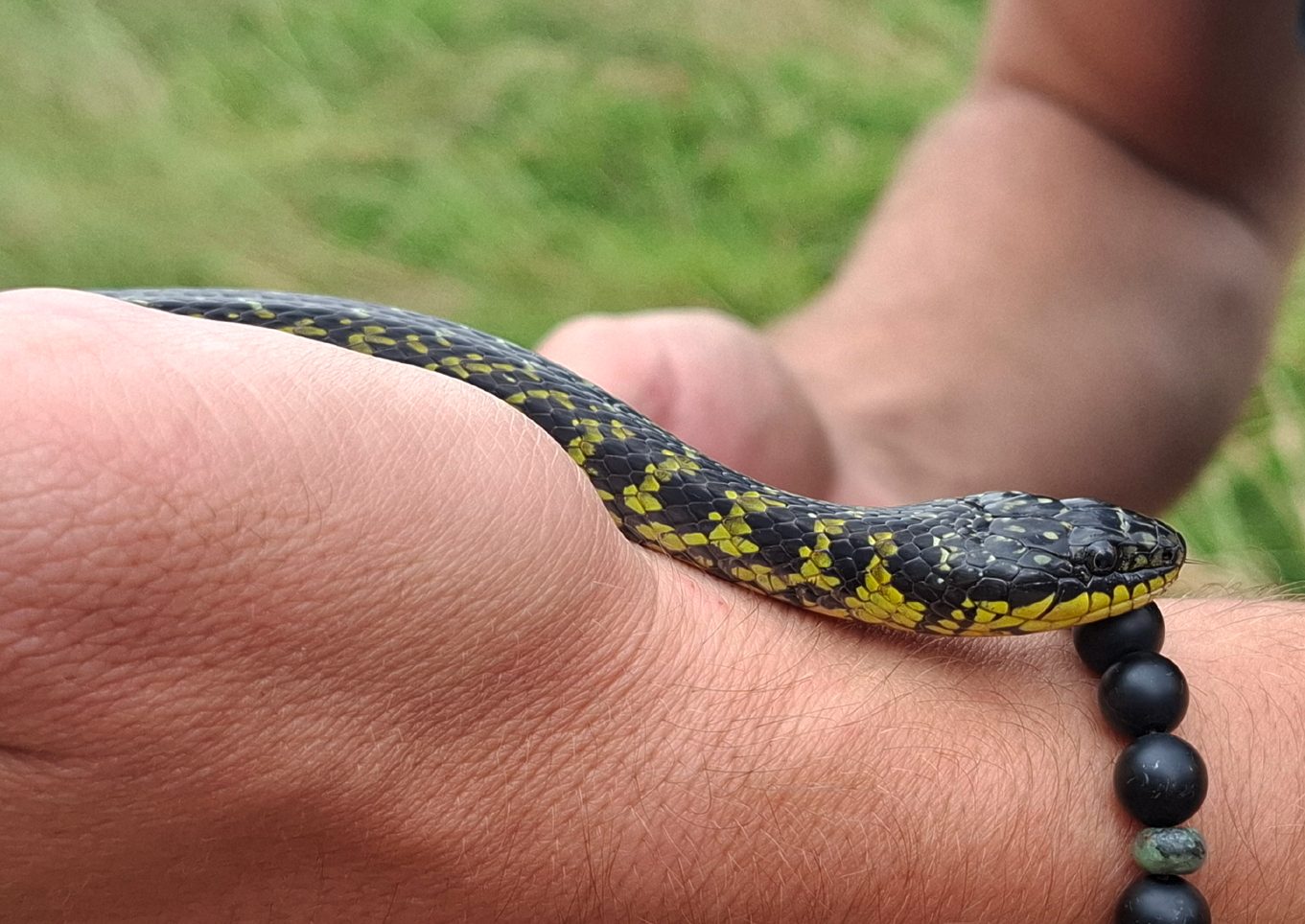 Erythrolamprus poecilogyrus