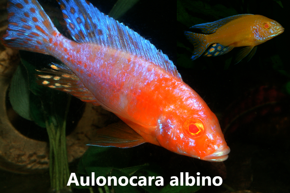 aulonocara albino