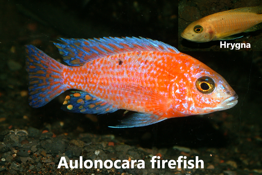 aulonocara firefish