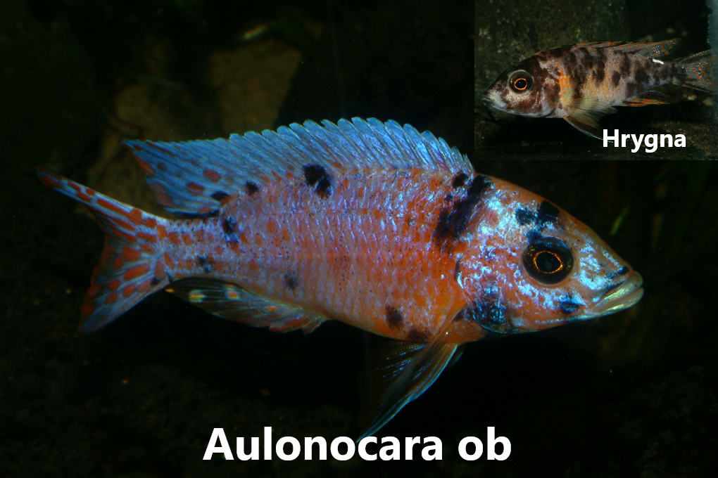 aulonocara ob